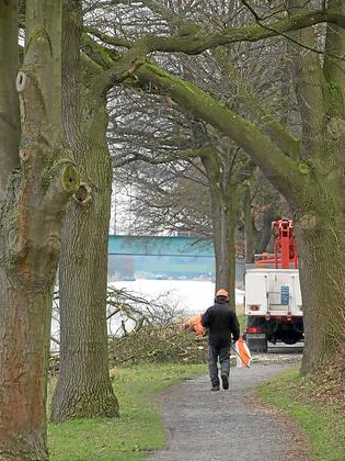 So wie hier am Dortmund-Emskanal fallen immer wieder alte Bäume der Säge zum Opfer. Foto: Ralf Hömberg 