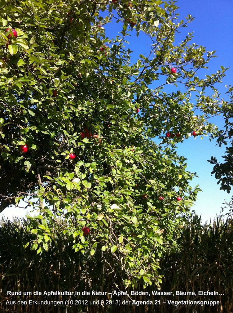Roter Sternrenettenbaum
