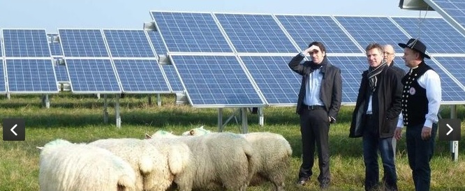Schafe solar